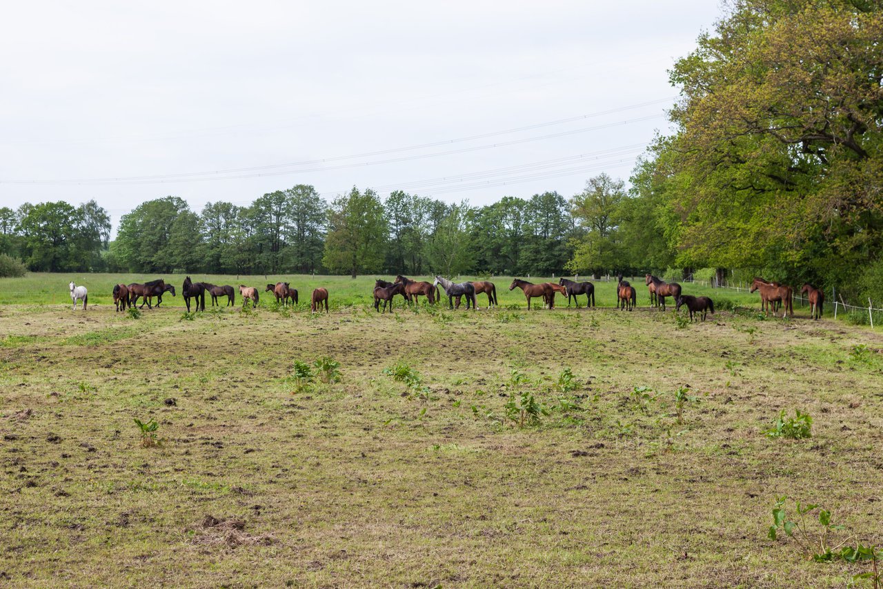 Bild 203 - Reitschule Janen Jubilum